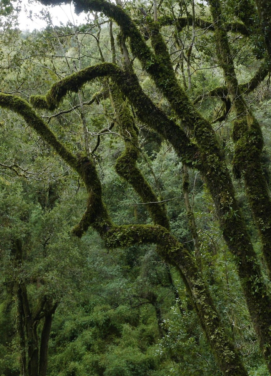 Giftcard PAULAMAR - PAULAMAR - Gift Cards