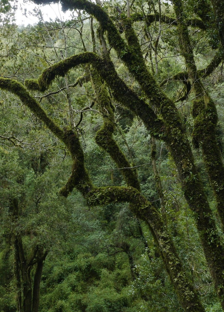 Giftcard PAULAMAR - PAULAMAR - Gift Cards