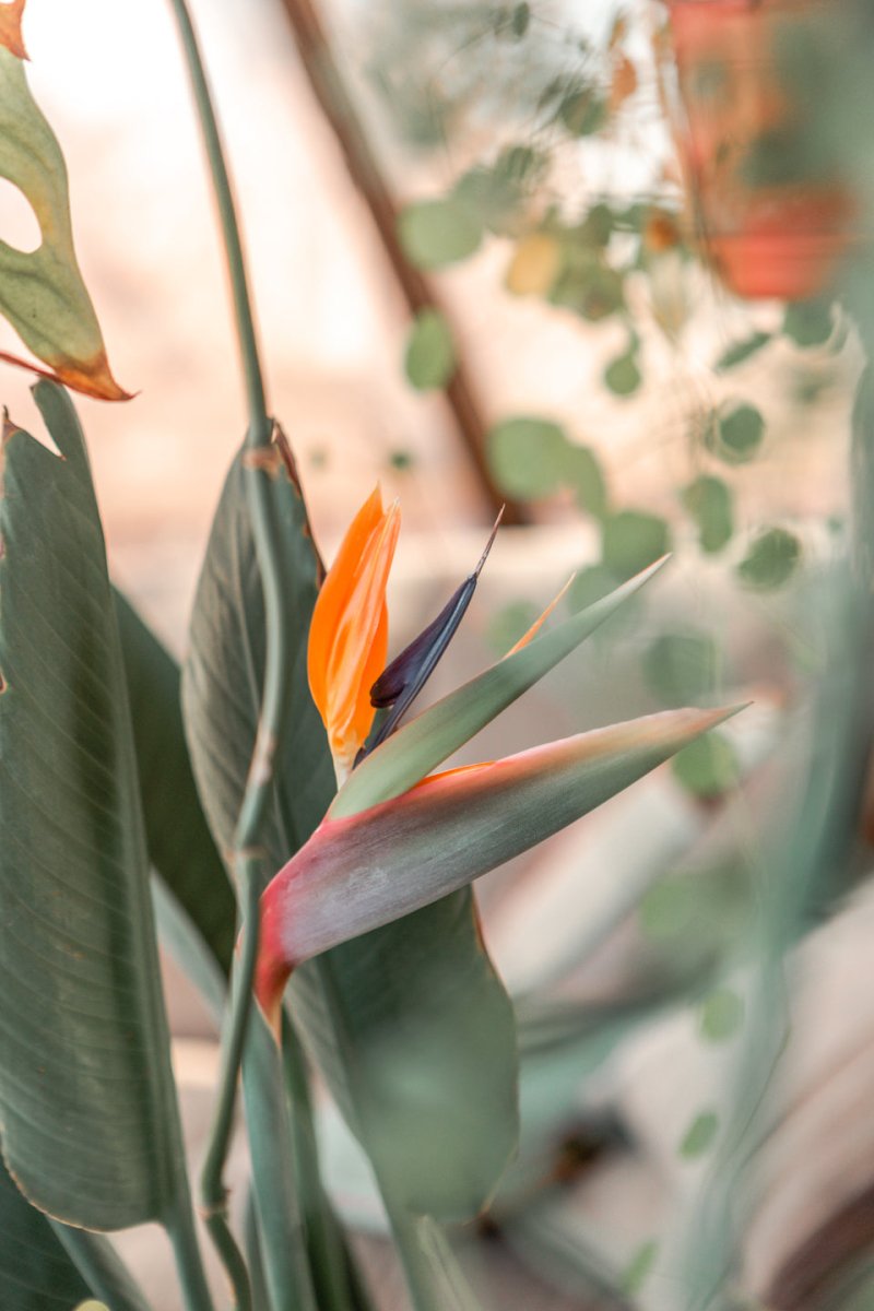 Giftcard PAULAMAR - PAULAMAR - Gift Cards