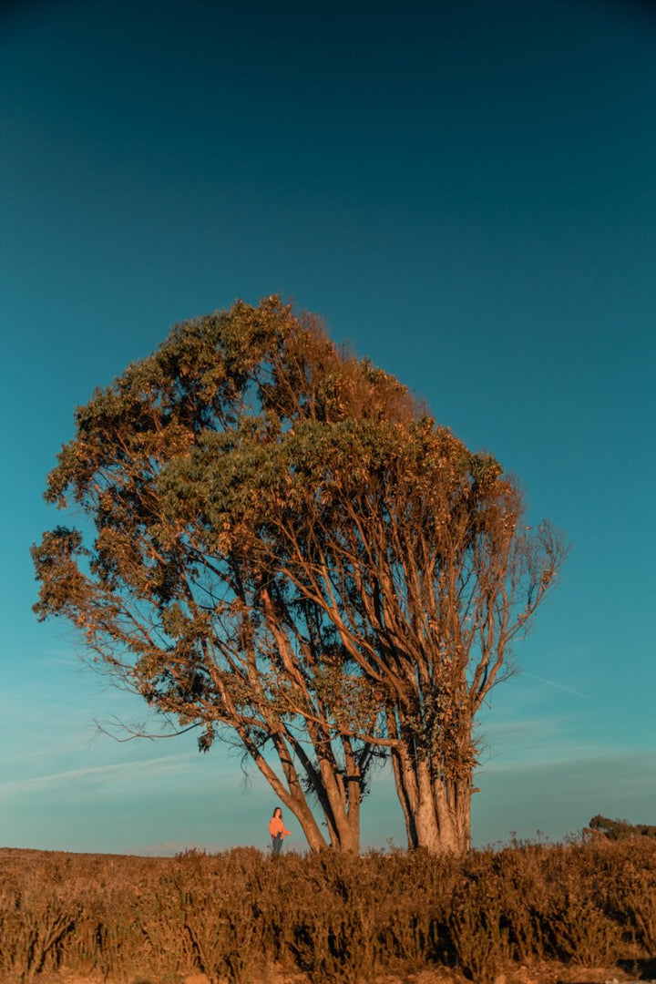 Giftcard PAULAMAR - PAULAMAR - Gift Cards