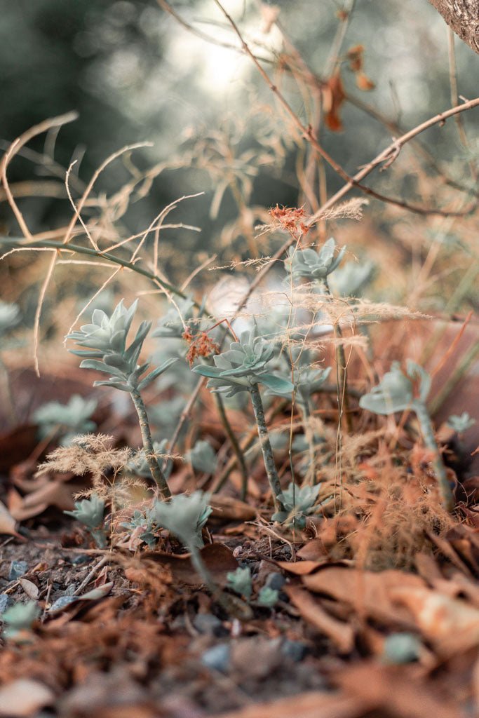 Giftcard PAULAMAR - PAULAMAR - Gift Cards